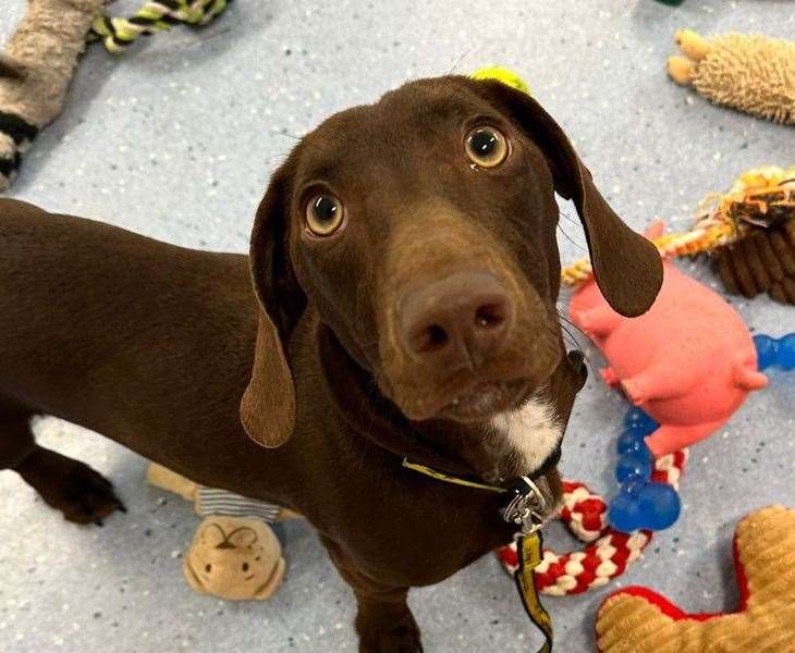 Marmite is a smooth-haired dachshund. Pic: Dogs Trust