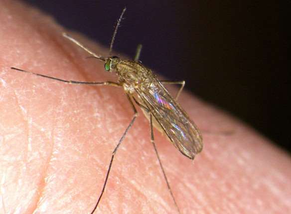 culex pipiens - a relative of the similar-looking culex modestus mosquito. Picture: ComfyKem