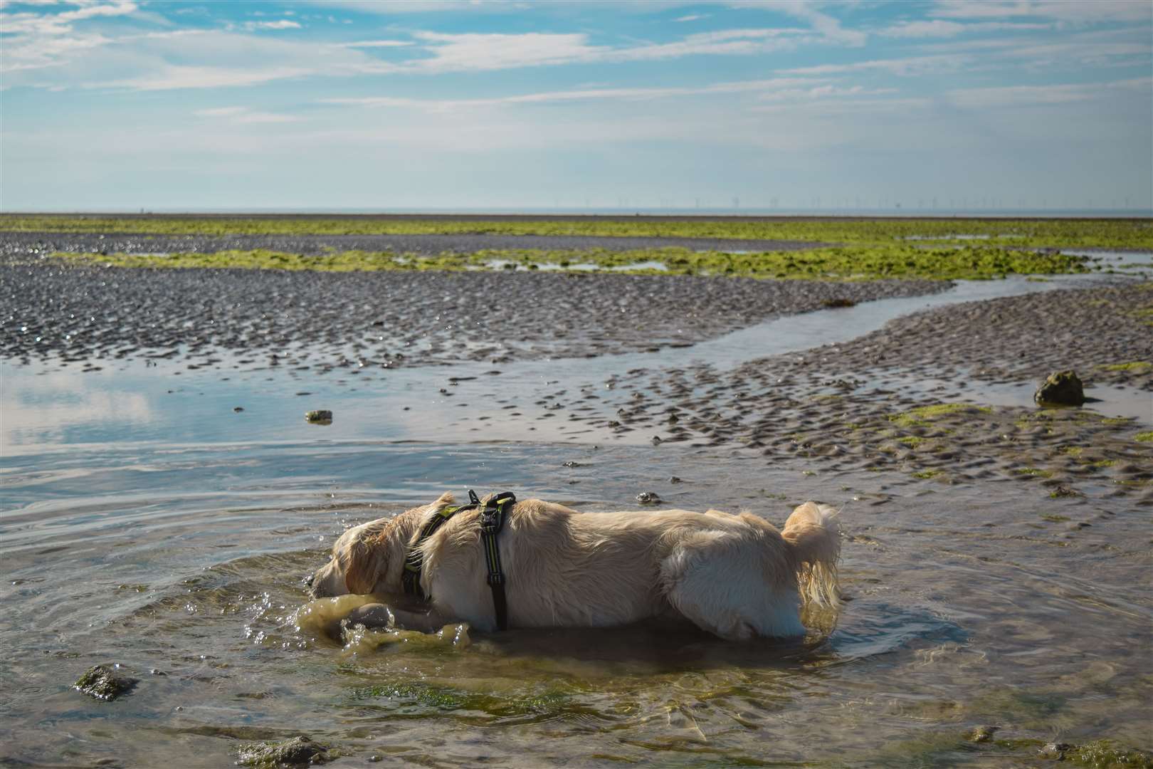 Take animals for a walk early in the morning or in the evening to avoid the hottest temperatures