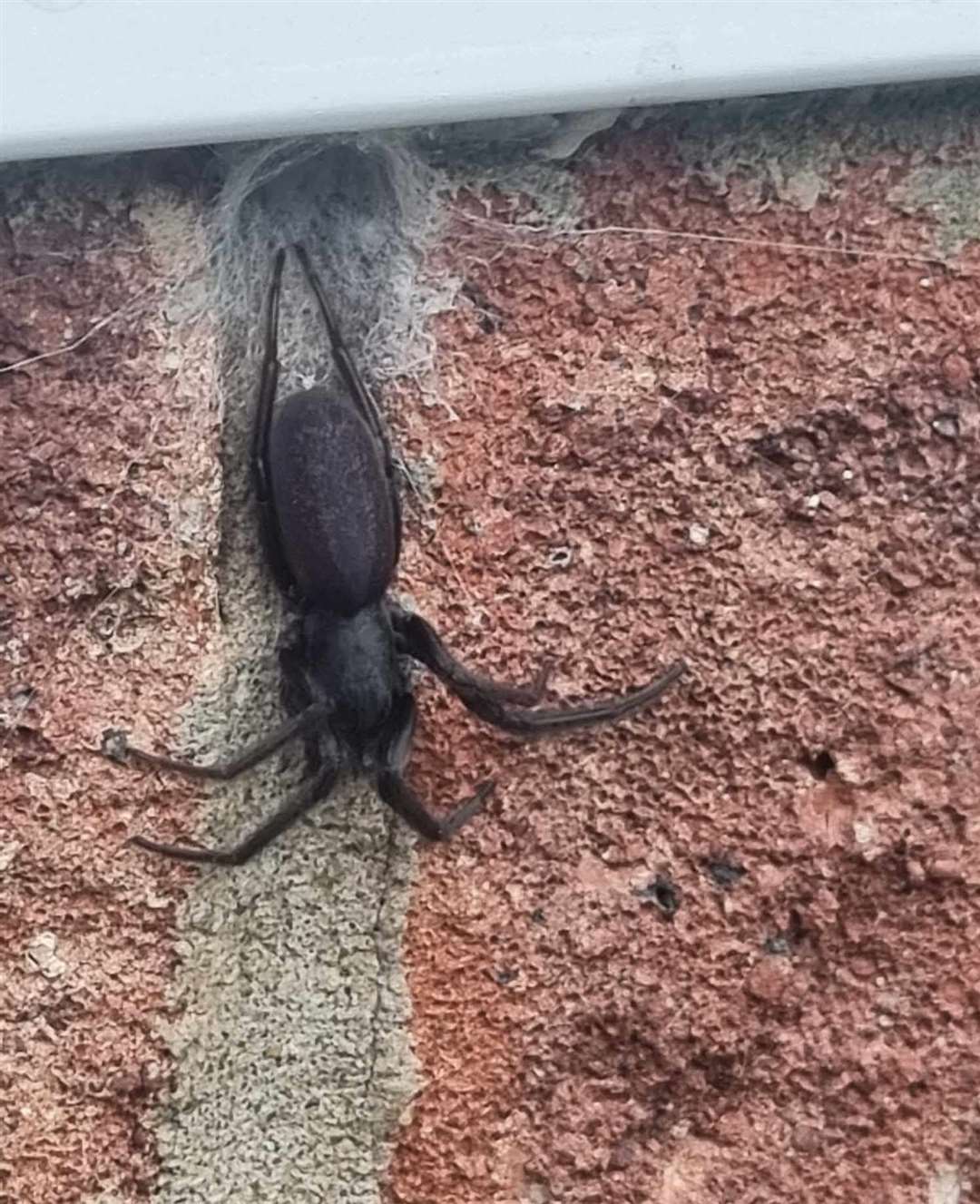 The tube web spider at the Harrisons’ home