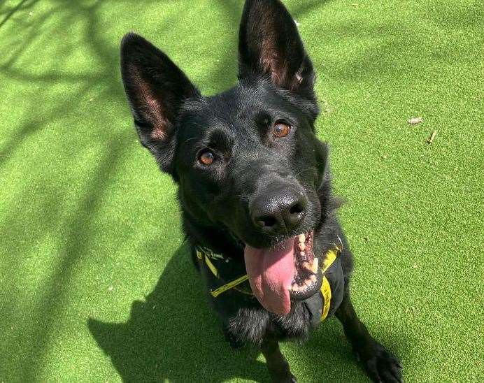 Paige is a German shepherd dog cross. Pic: Dogs Trust