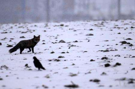 A fox eyes up a playmate in Hythe.