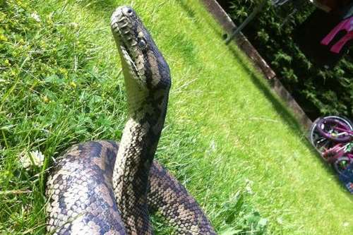 Zombie enjoying some sun in the garden