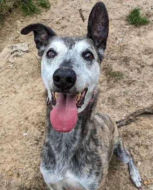 Alan the lurcher. Picture: Last Chance Animal Rescue