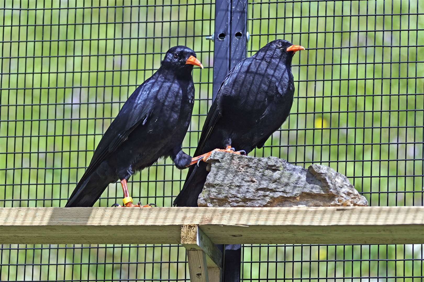 Red-billed choughs have returned to Dover Castle. All pictures: Wildwood Trust/Kent Wildlife Trust/English Heritage