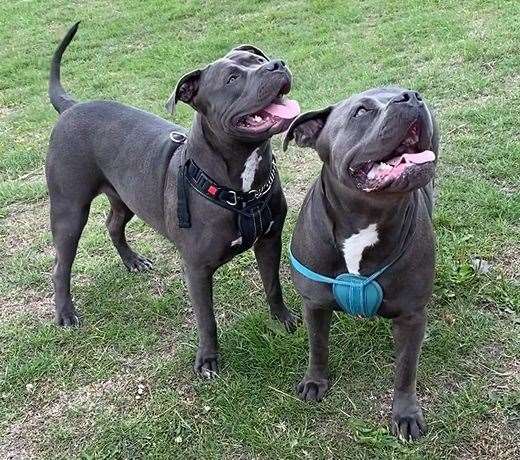 Liam Gregory's dogs Luna and her mum Bella