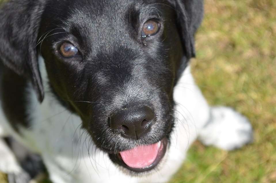 Battersea pup Betty, star of ITV’s Paul O’Grady: For the Love of Dogs