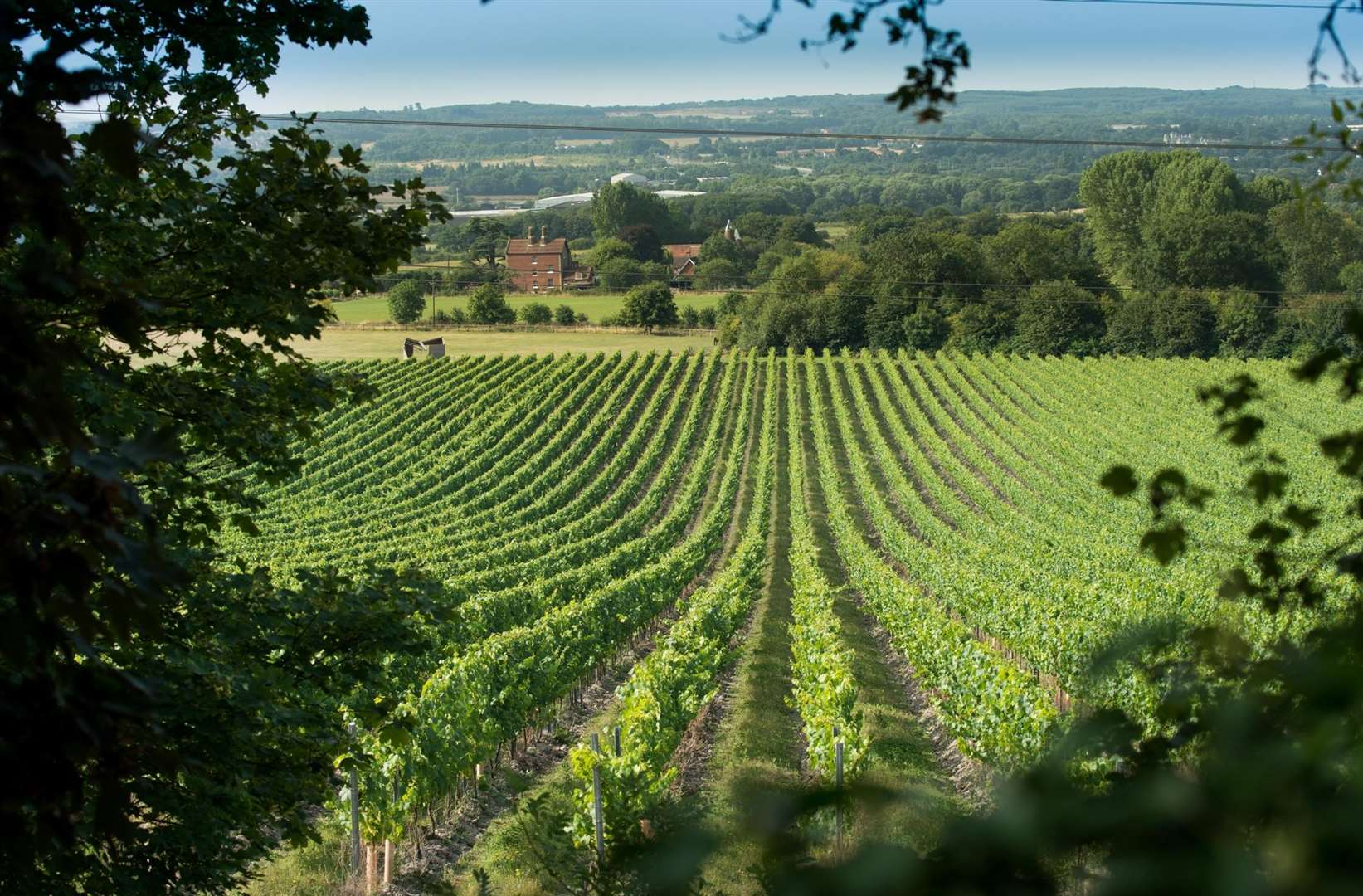 Chapel Down's Kit's Coty vineyard