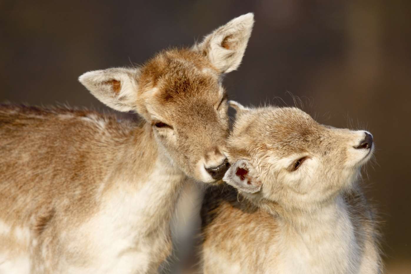 Don't miss a chance to explore the 1,000-acre deer park at Knole this winter