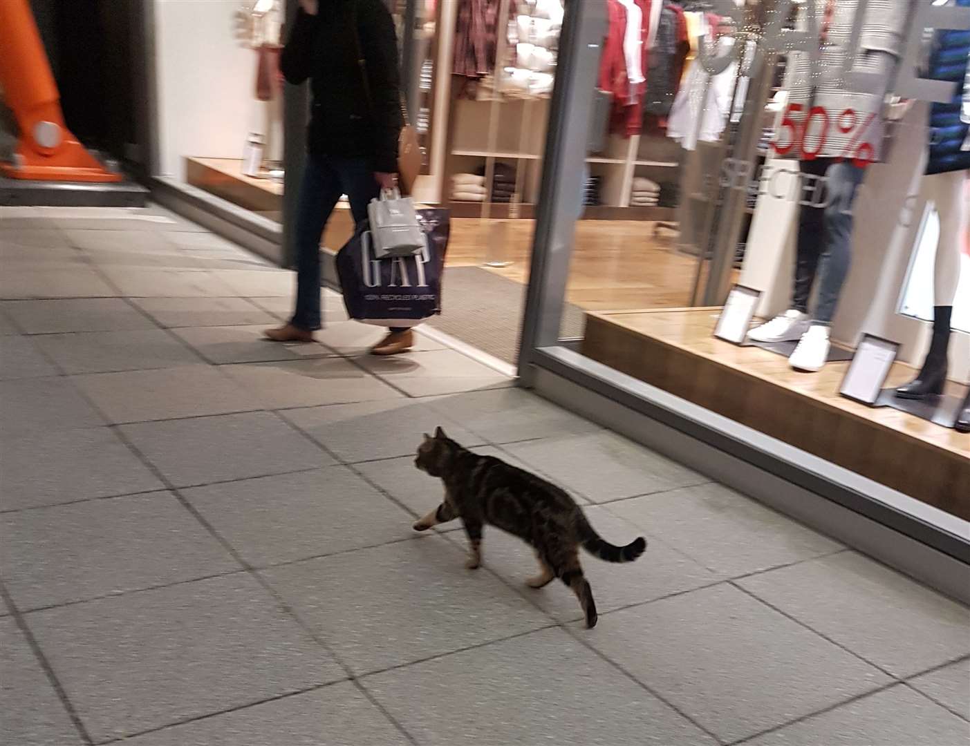 Tyson the Asda Cat strolls along the Designer Outlet's promenade. Picture: Jack Jarvis