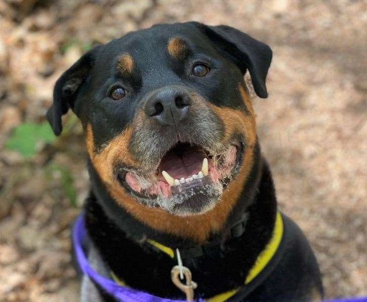 Loki the rottweiler cross. Pic: Dogs Trust