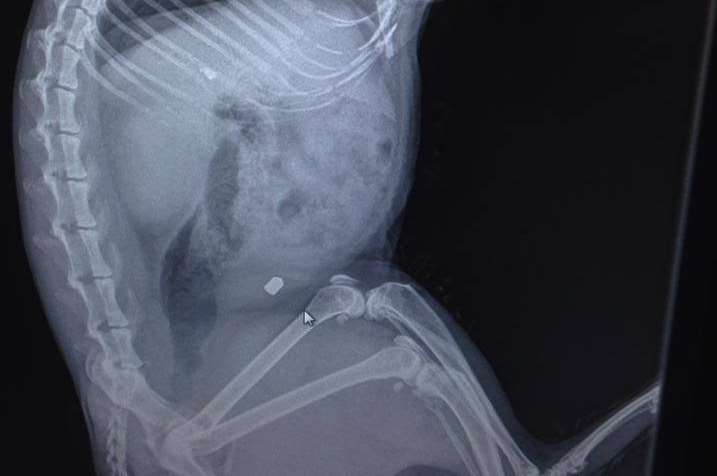 An x-ray taken from the deceased cat. Picture: Mote Park Vets