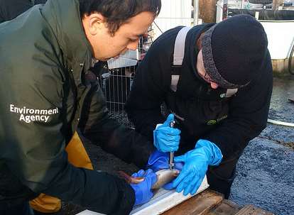 A fish gets 'inked'. Picture: Environment Agency