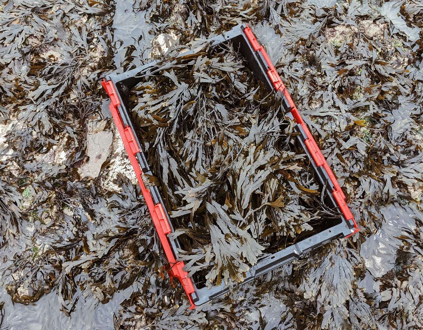 Seaweed from Margate beach is turned into skin care products for the likes of Selfridges by Haeckels