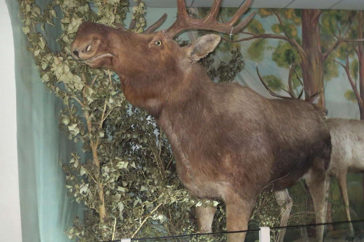 Mrs Boorman's passion was triggered by a stuffed head on the wall of Mongolia's natural history museum