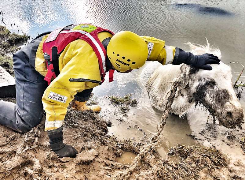 Video footage saves horse's life.