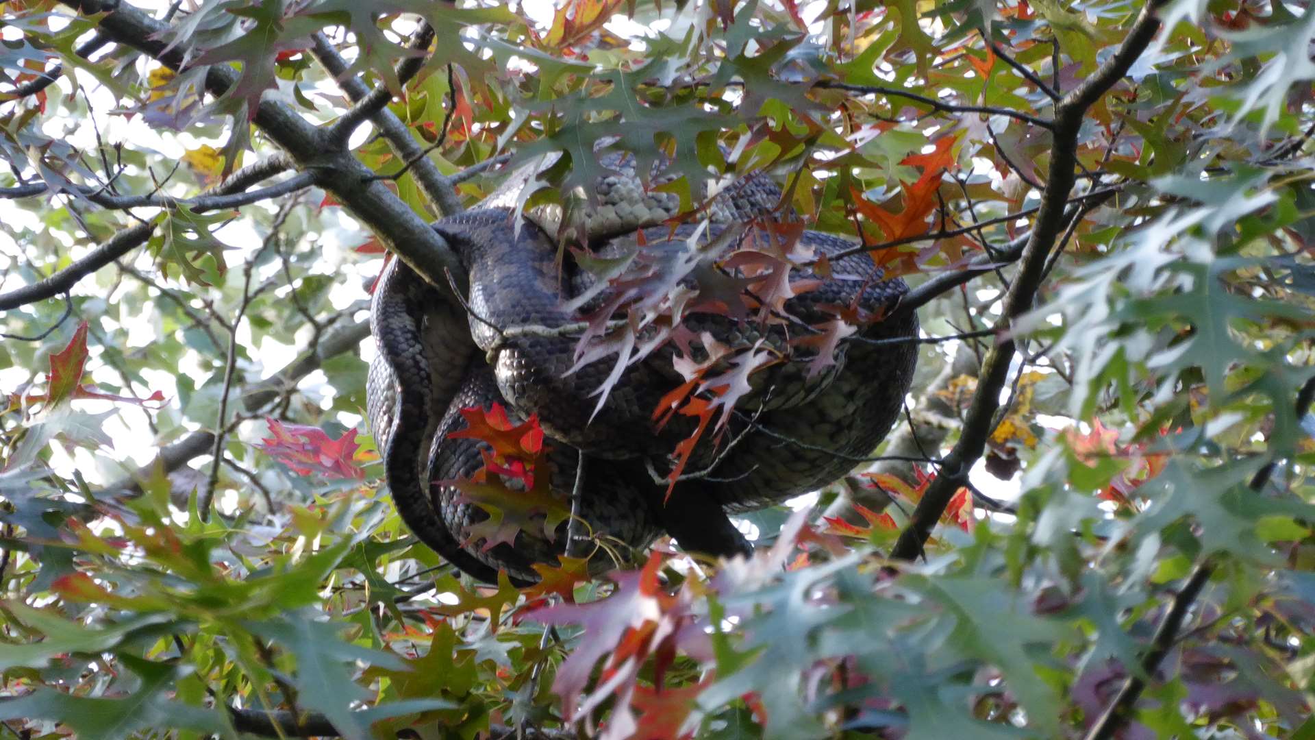 Zombie was hidden about 30ft up in the tree above Tesco car wash. Picture: Martin Leaver