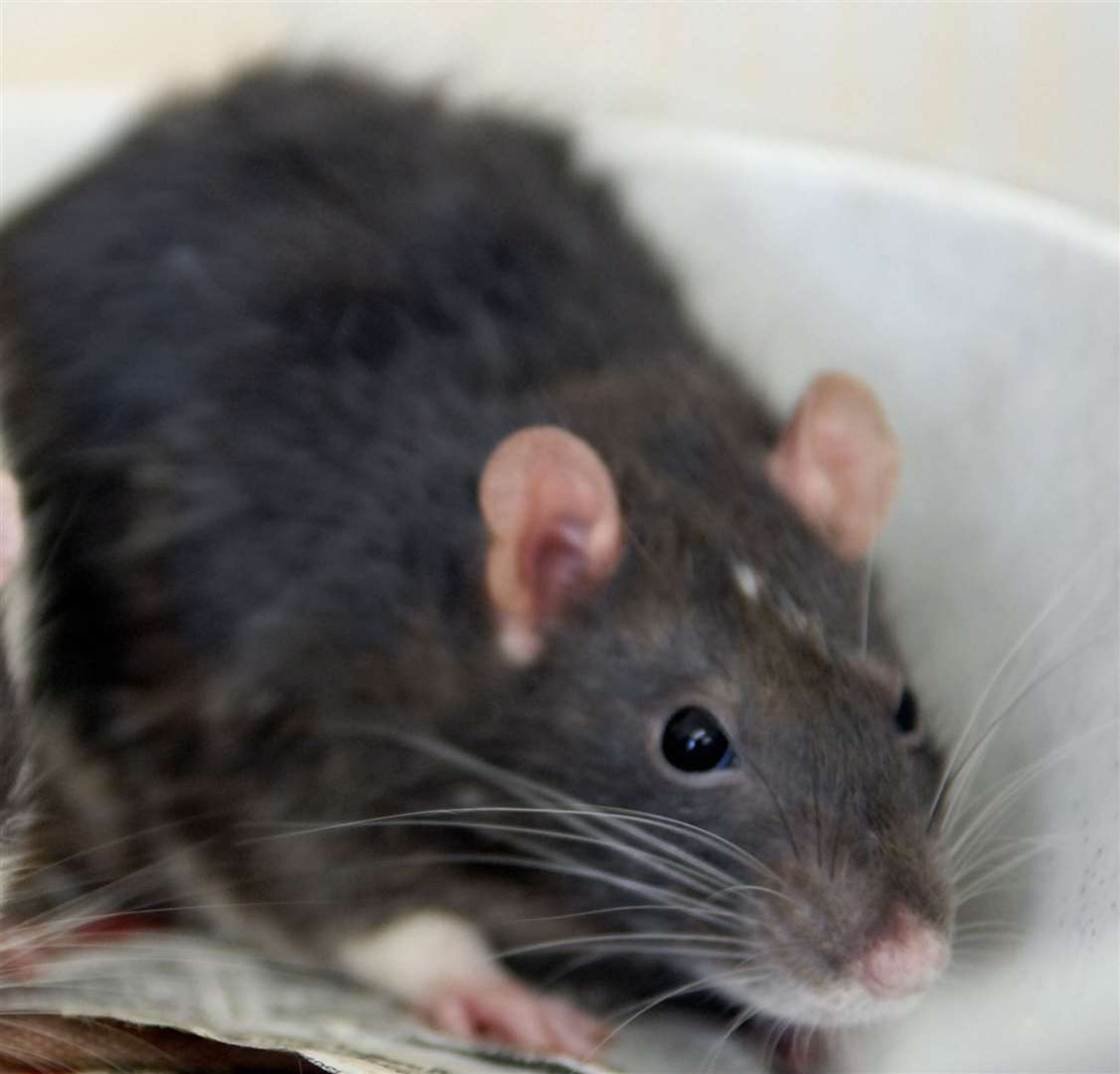 Tenants have certain rights when it comes to dealing with rat infestations. Stock picture