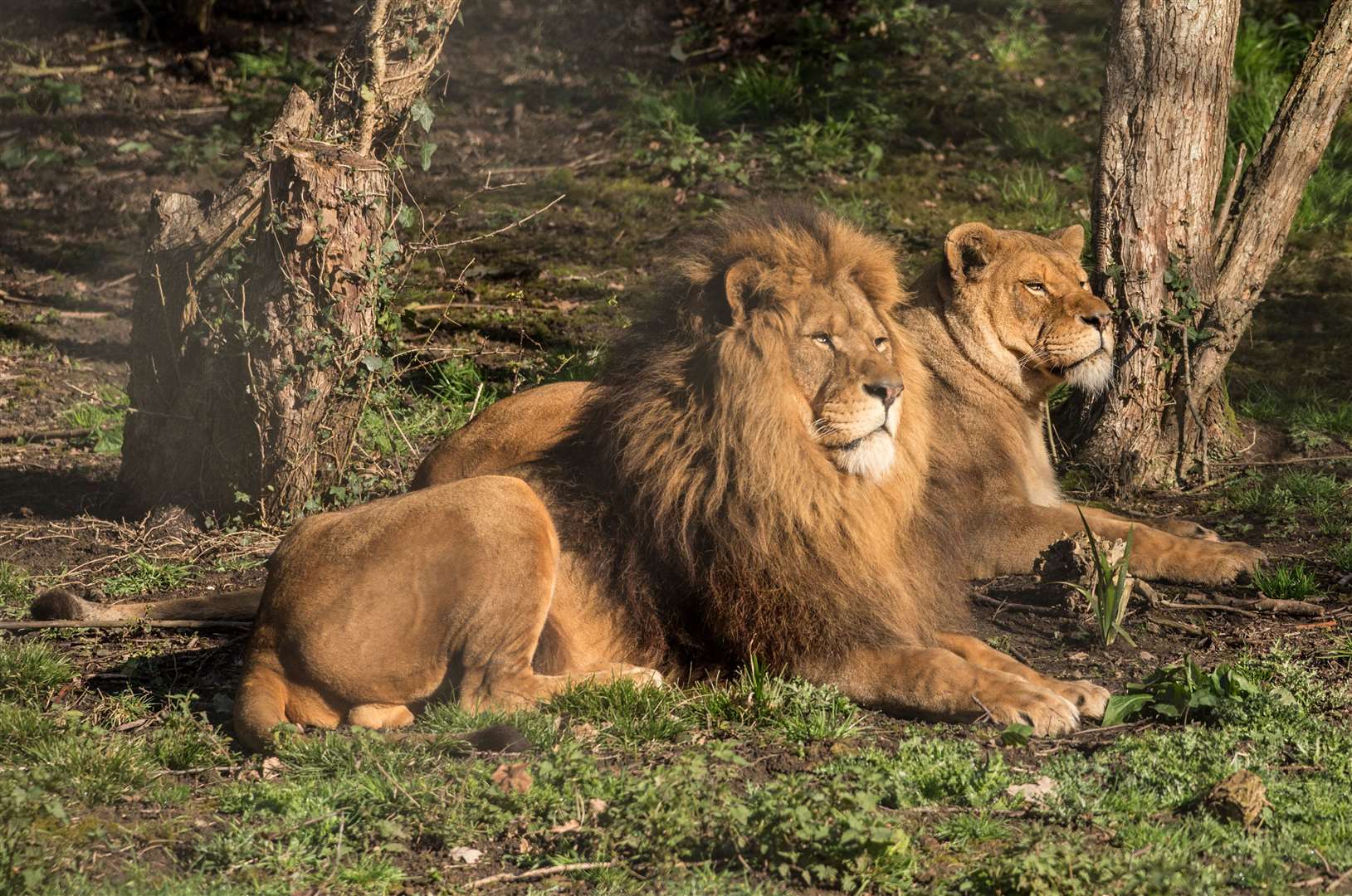 Port Lympne will reopen Picture: Port Lympne