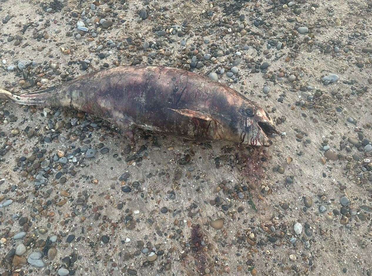 The dead porpoise was discovered by a dog walker on Warden Bay Beach in Leysdown-on-Sea