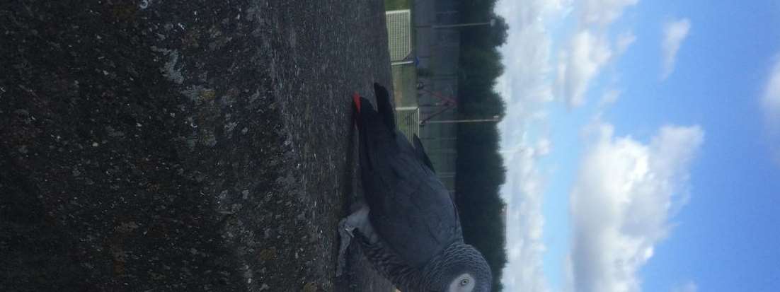 A parrot spotted on the sea wall on Sheerness seafront - but flew away before it could be collected