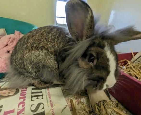 Brownie is sweet and inquisitive. Photo: RSPCA Leybourne