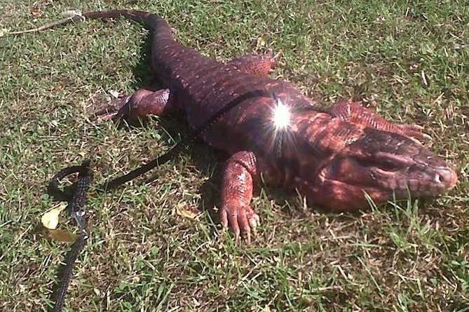 Rex relaxing in the sunshine on Faversham Recreation Ground