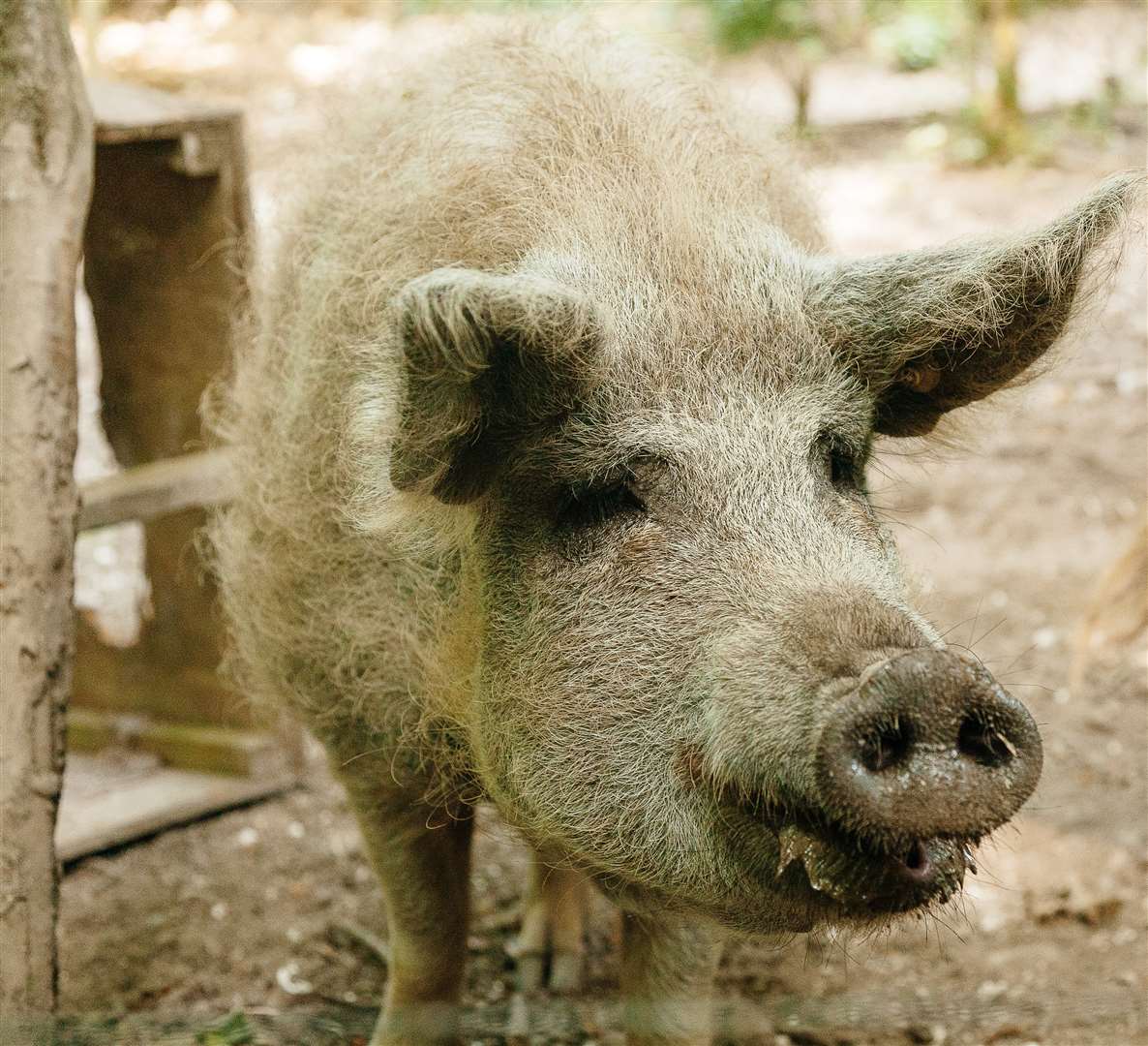 Flora the pig at the Bay Trust, St Margaret's