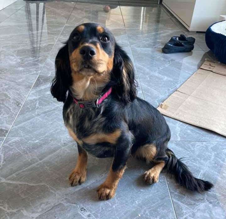 Josh Burns with Belle, who is suspected to have been snatched from his garden in 2021. The pooch has now been happily reunited with her owners