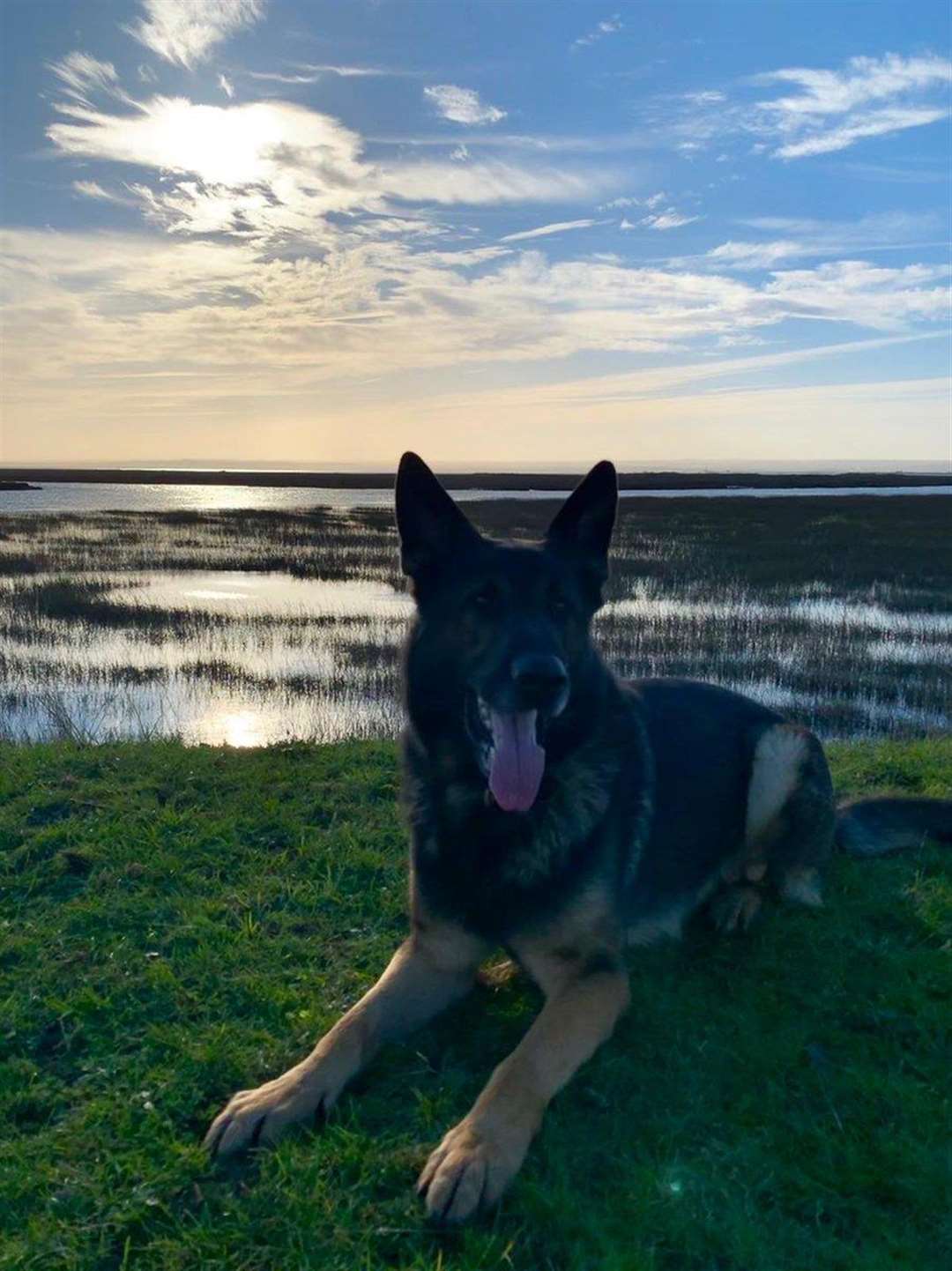 Police dog Parker helped find the suspect under a car. Picture: @KPTacOps (7352821)