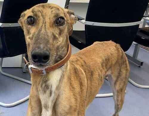 Disco the ex-racing greyhound. Picture: Last Chance Animal Rescue