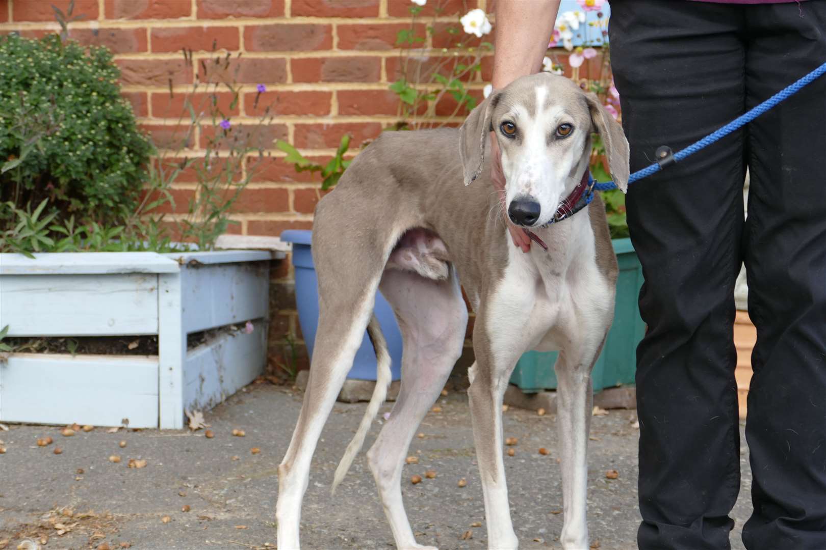 A Lurcher named Harry that we bought to the sanctuary.