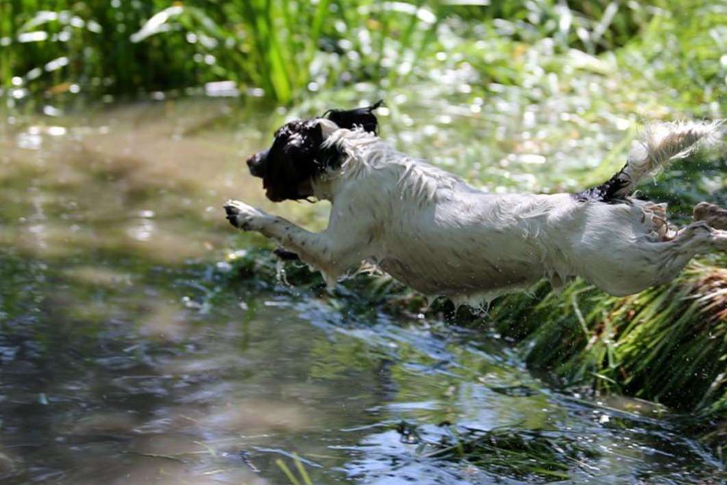 There has been an increase in the theft of pedigree dogs