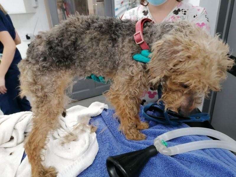 Lucky to be alive, abandoned dog Freya needed surgery after being flung from a truck in Yalding. Picture: RSPCA