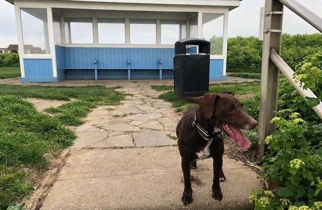 She did enjoy stopping for a drink at Waves Bar, but her thoughts were never far from chasing a ball on the sand