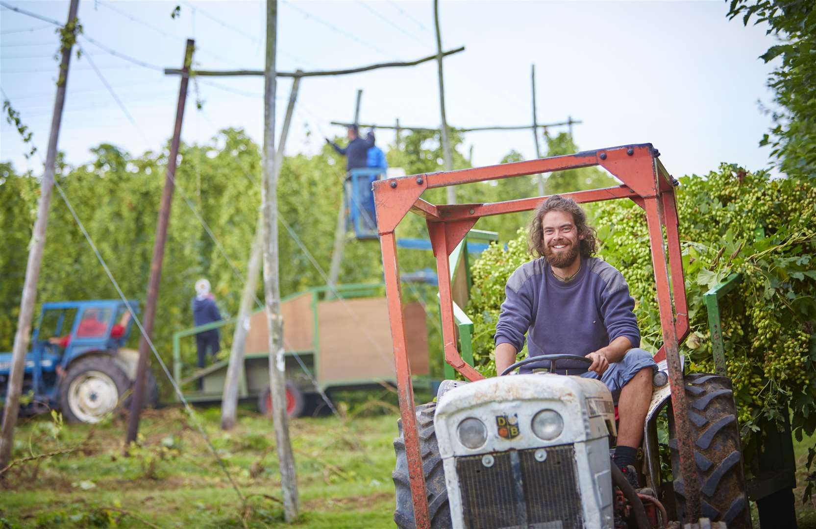 Hops being harvested at Parsonage Farm