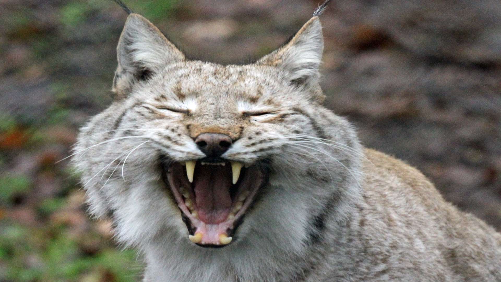 A lynx at Wildwood. Picture: Dave Butcher