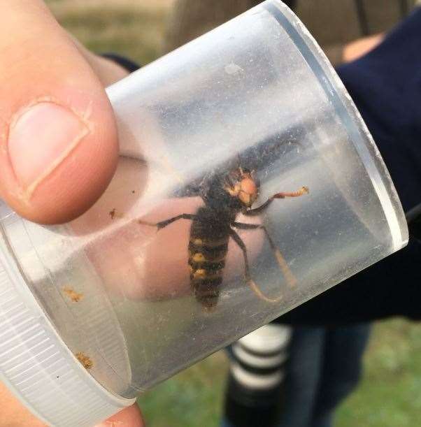 An Asian Hornet caught in Romney Marsh last year. Picture: Owen Leyshon