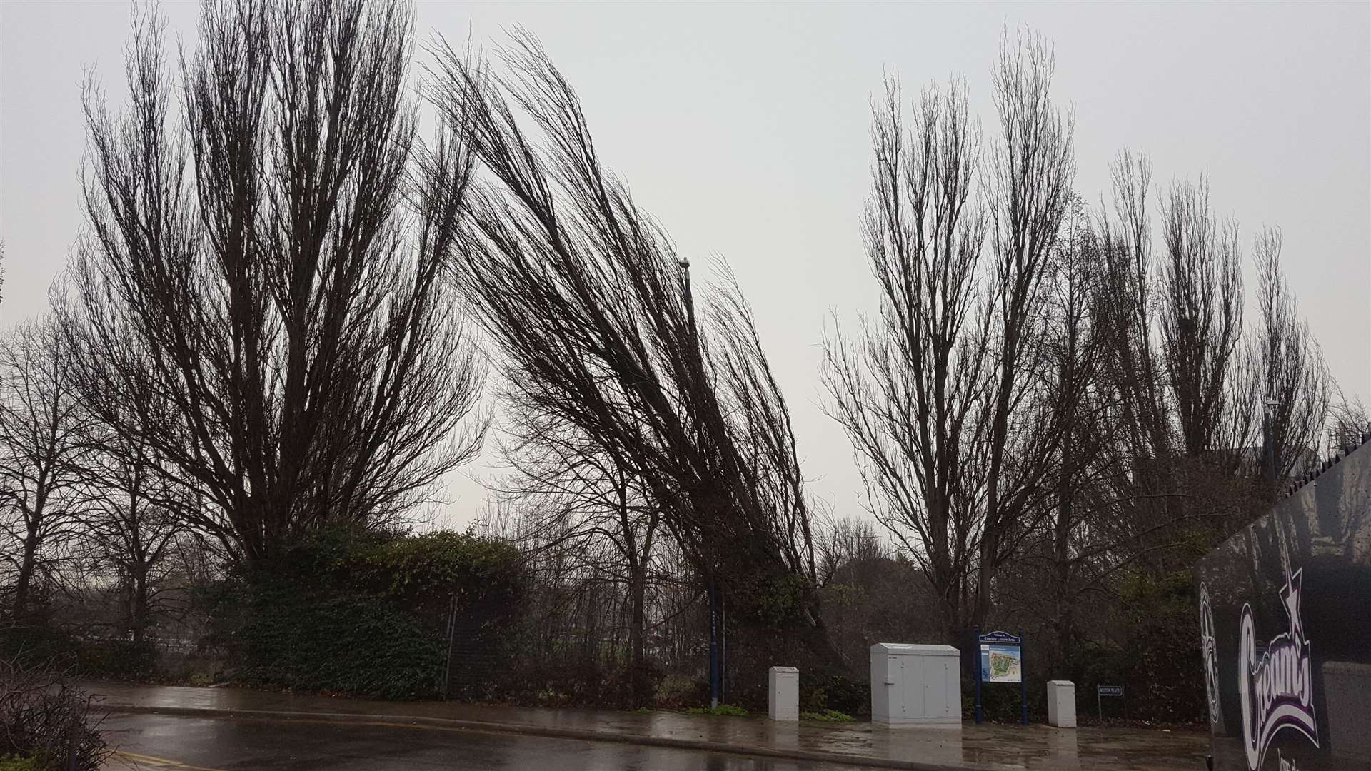 A tree leaning precariously in Gravesend town centre. Picture: Jason Arthur