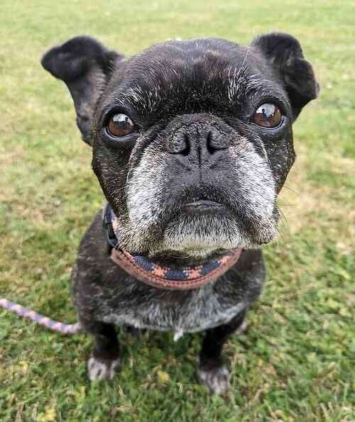 Princess the French Bulldog. Picture: Last Chance Animal Rescue