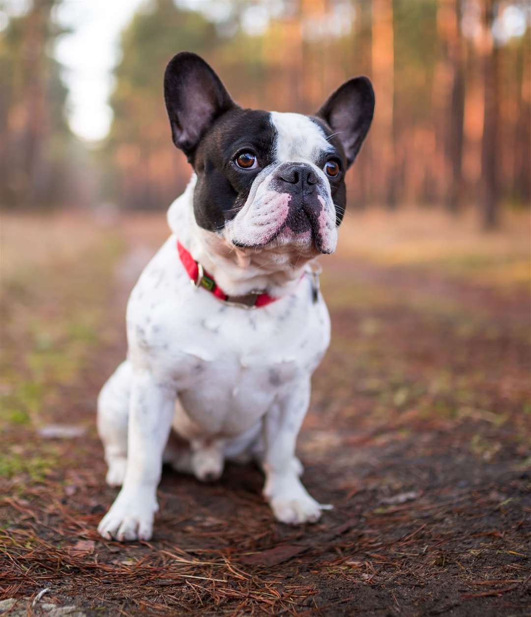 A French bulldog