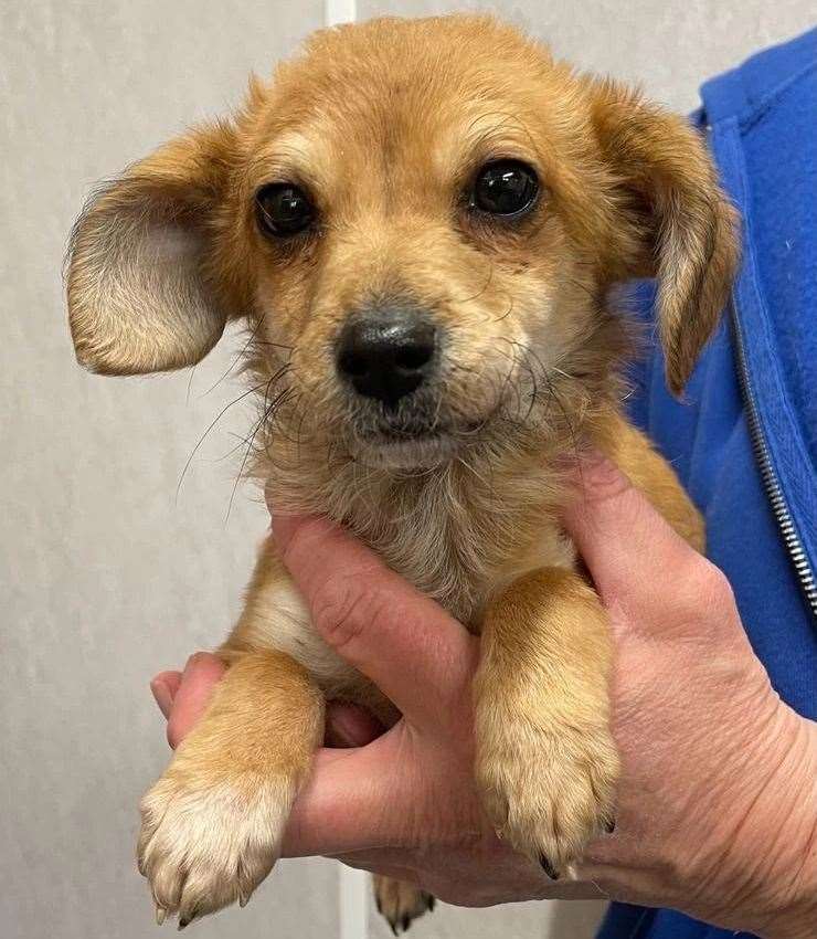 The service has rescued the approximately 12-week-old pup. Picture: Swale Stray Dog Service