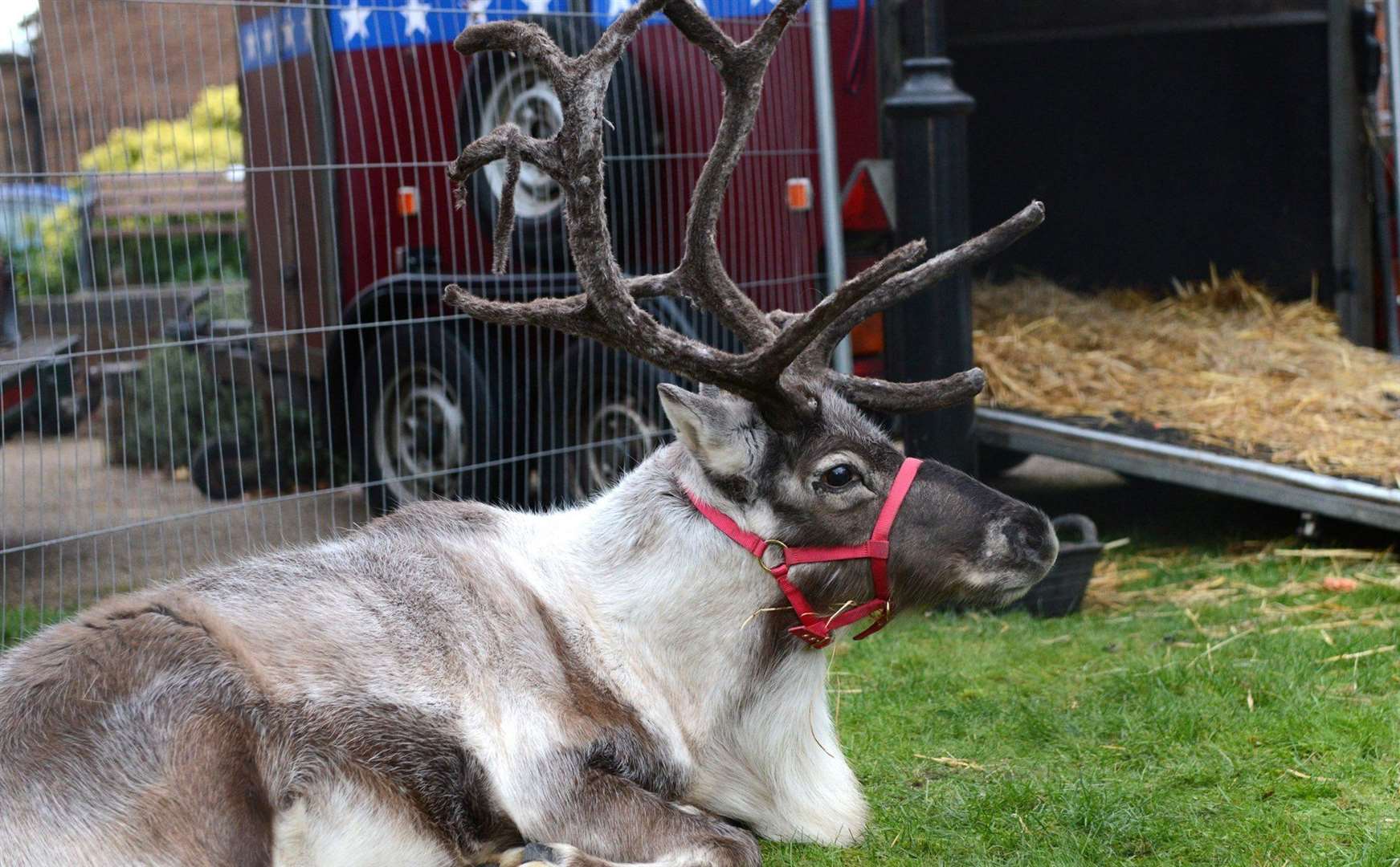 Tour around the county with Santa's reindeer