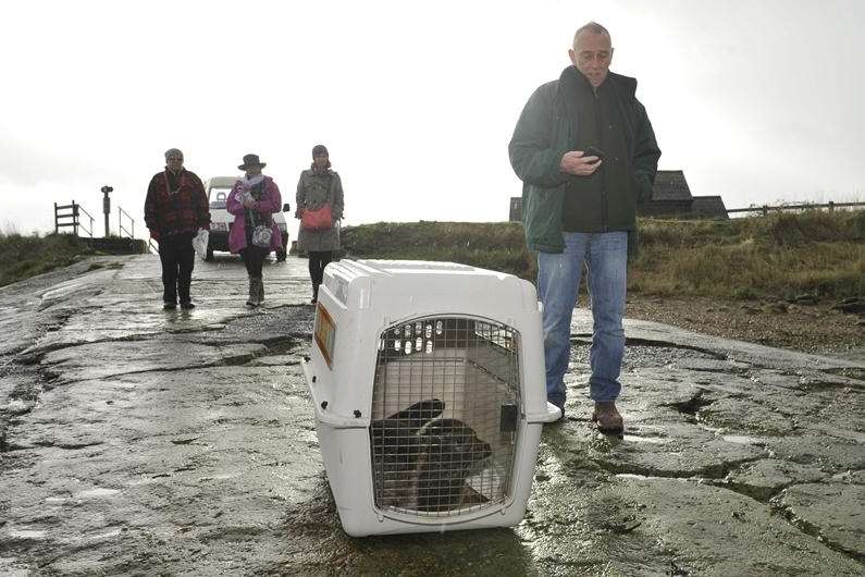 Just moments to go before the seal is released into the wild