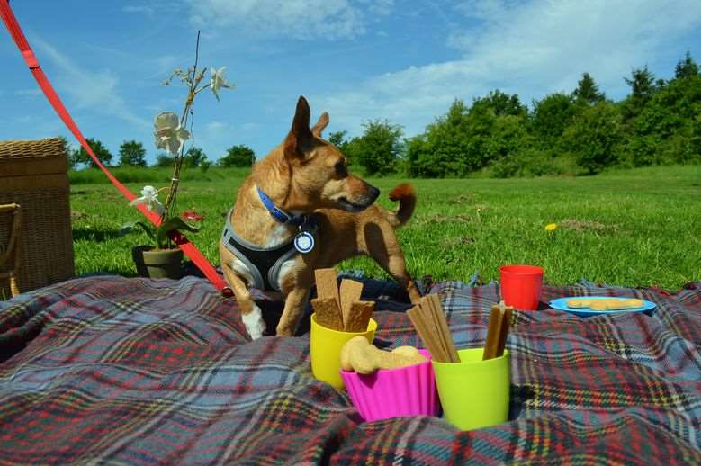 Honey loves a squeaky toy and is happy to indulge in a game or two