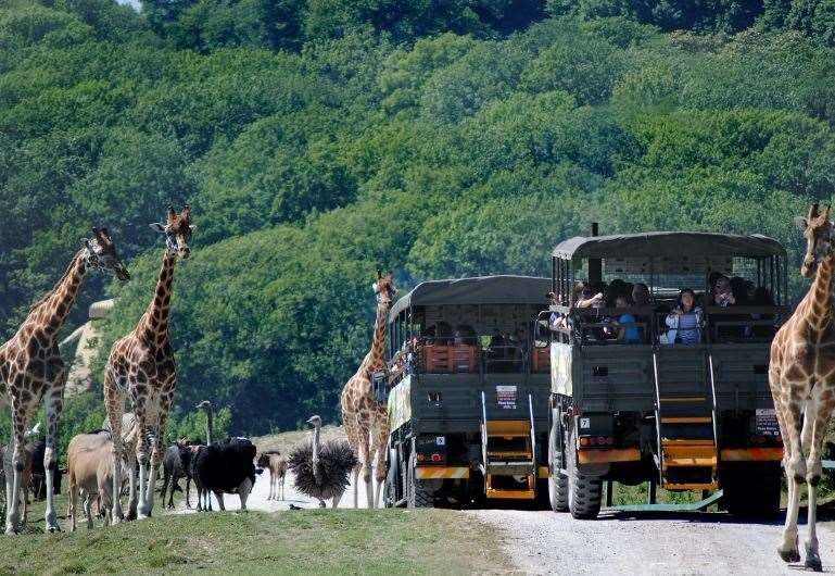 Make this Mother’s Day one to remember with an afternoon tea at Port Lympne and annual passes to Kent’s biggest wildlife parks. Picture: Aspinall Foundation