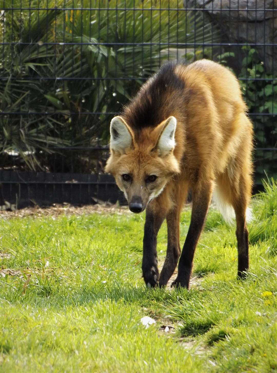 Sandwich Wildlife Park has had to close due to the pandemic