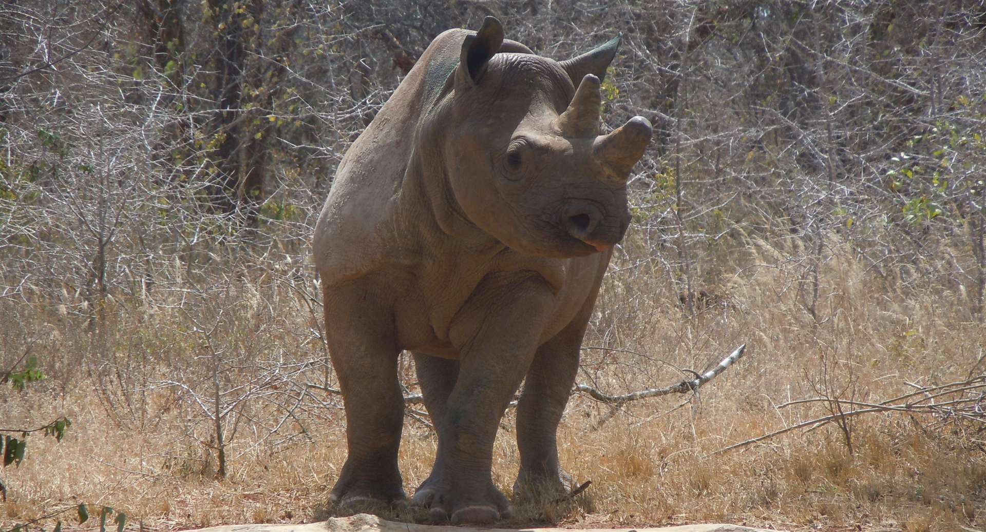 One of the black rhinos from Port Lympne that has been returned to the wild. Picture: Aspinall Foundation