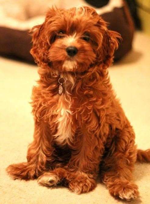 A cavapoo. Stock picture: Wikimedia Commons/Elliskimoo