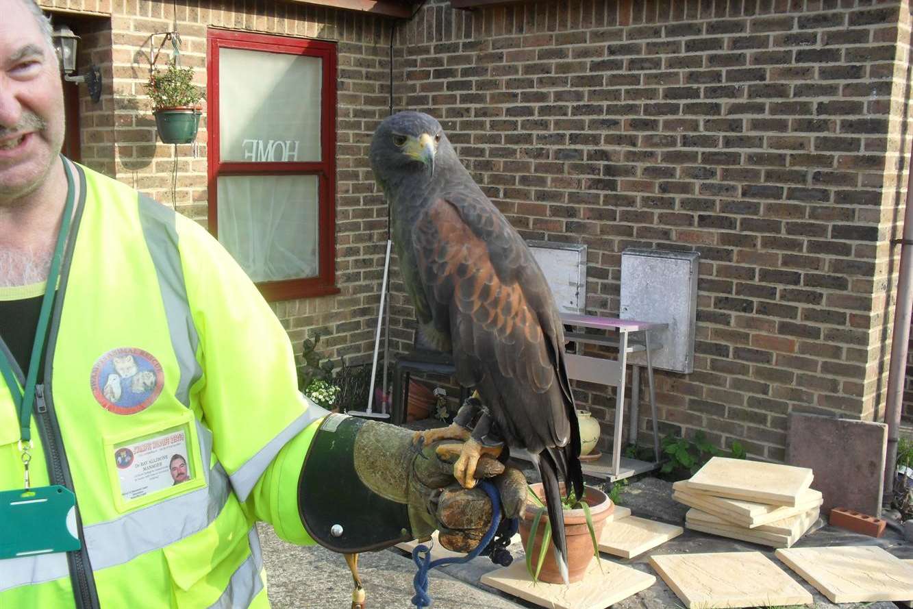 The hawk being held by Ray Allibone of Swampy's Wildlife Rescue